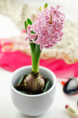 Pink hyacinth, selective focus