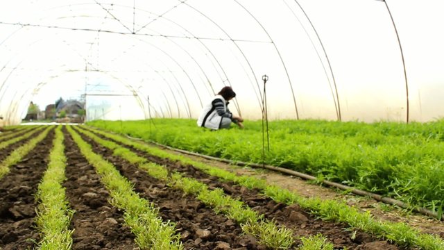 Organic Rucola Aragula Salad Greenhouse 
