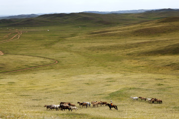 Man shepherd on horseback tending a herd of horses
