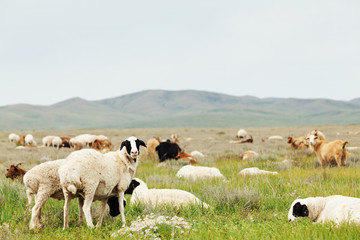 herd of sheep grazing