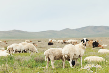 herd of sheep grazing