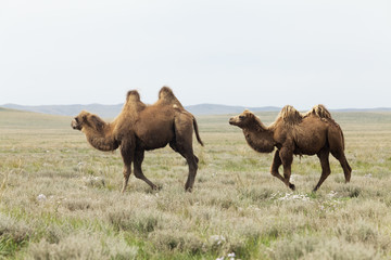 group of camels