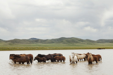 Horse herd on the pasture