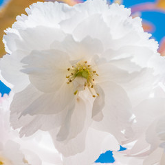 Cherry Tree Blossom