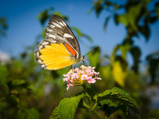 Butterfly feeding on lantana flower