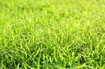 Background of a green grass