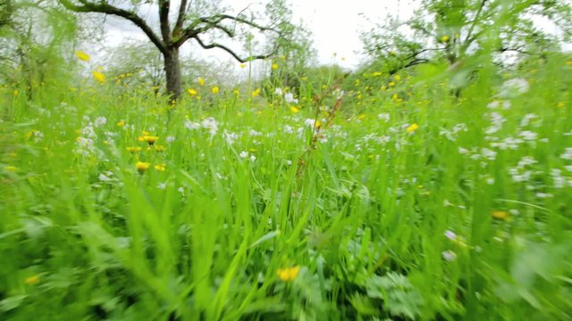 Durch die Wiese laufen