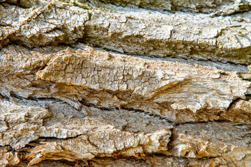 closeup image of an old tree bark texture