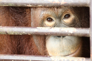 Orangutan look and smile inside cage