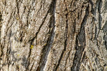closeup image of an old tree bark texture