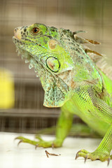 Obraz premium Green Lizard Green Lizard finding food