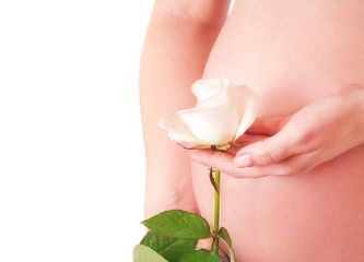 Pregnant woman's belly and rose in hands