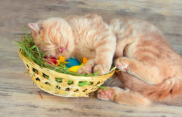 Little cream kitten sleeping on the basket with colored eggs