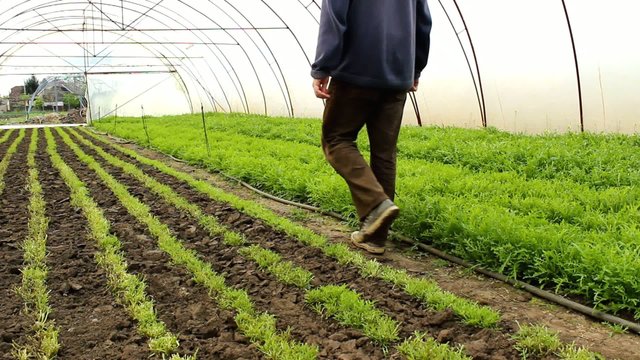 Organic Rucola Aragula Salad Greenhouse 