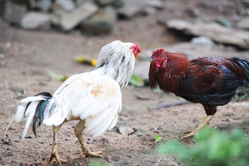 cockfights in the village on Ceylon