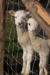 Obraz premium Hausschaf