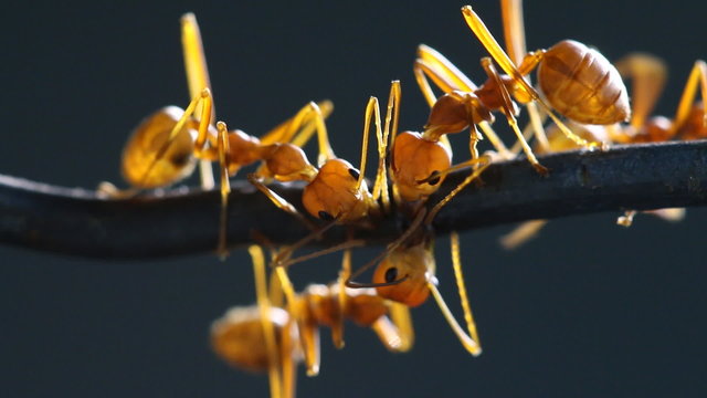 Red weaver ant working, walking, Macro mode.