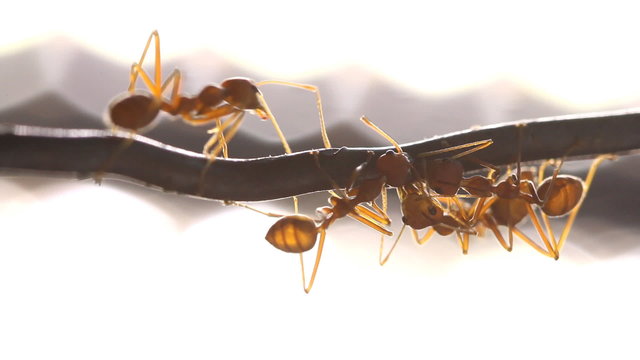 Red weaver ant working, walking, Macro mode.