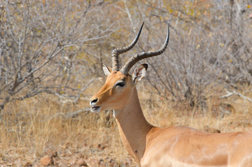 Naklejka na ściany i meble Antylopa impala w Kruger National Park, Republika Południowej Afryki