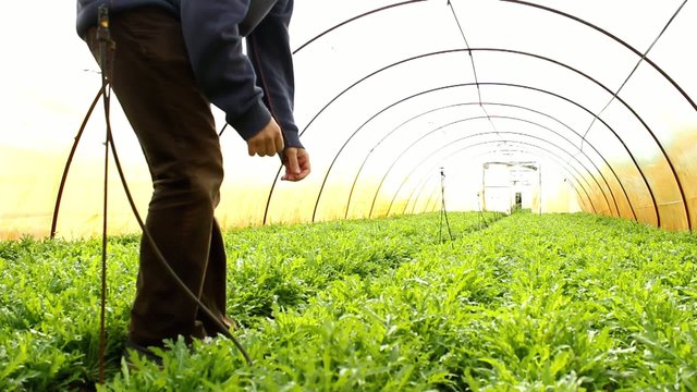 Organic Rucola Aragula Salad Greenhouse 