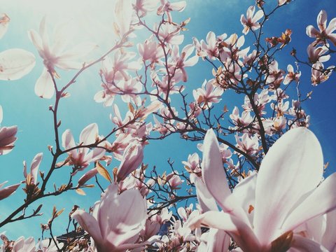 Fototapeta Wiosna / kwiaty