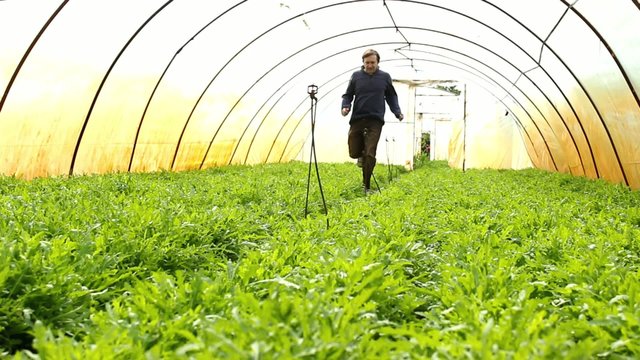Organic Rucola Aragula Salad Greenhouse 