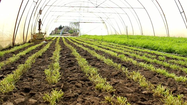 Organic Rucola Aragula Salad Greenhouse 