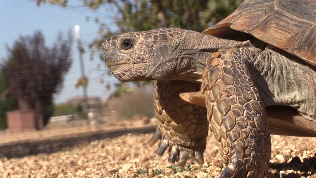 Desert Tortoise Close Up