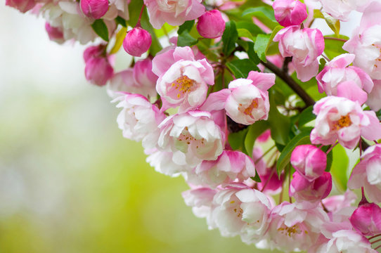 Branch of pink and white spring blossoms on a green background