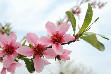 Blooming peach tree