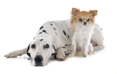Obraz premium dalmatian and chihuahua