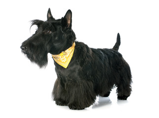 Scottish Terrier
