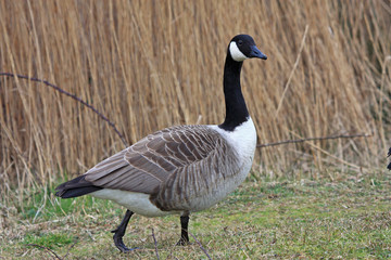 Canada Goose
