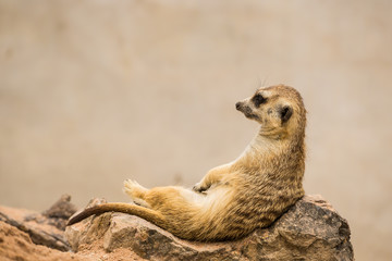 meerkat is sitting.