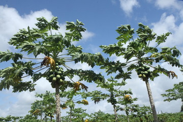 Papayer