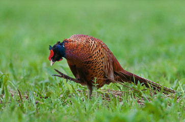 Pheasant scratching it's head