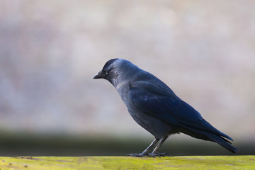 Single blackbird