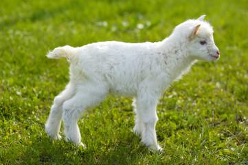 Fototapeta premium baby goat in pasture