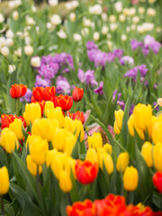 Fototapeta premium Tulips garden