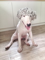 Mop wig on the bull terrier head dog