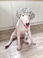  Mop wig on the bull terrier head dog © jhk2303
