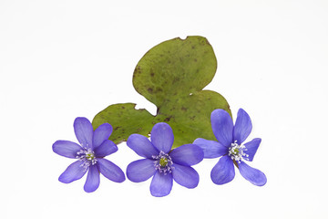 Leberblümchen