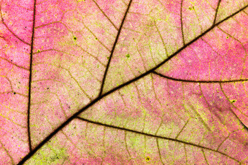Autumn leaf texture - 63902802