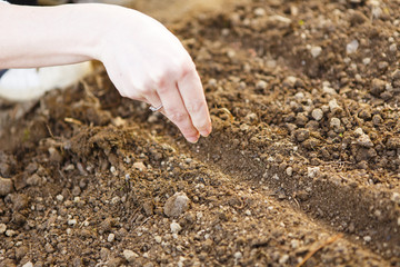 woman hand sowing seed