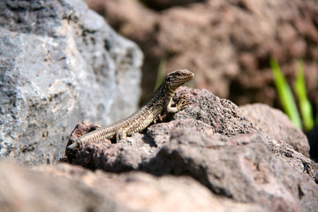 Tenerife Lizard