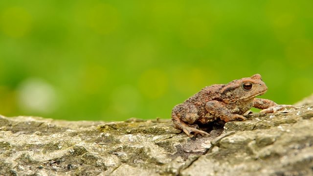 Toad frog on a wooden bark and green background