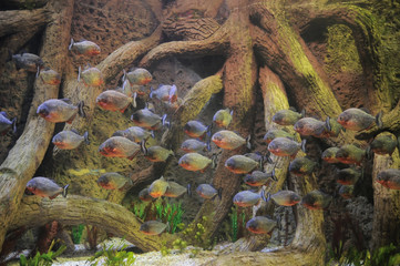 Some Orange Piranhas into the Hot Tropical Water