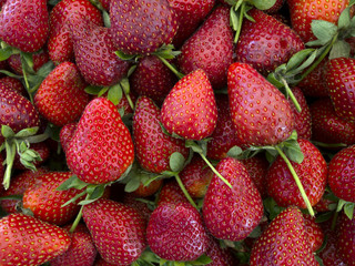 Fresh organic strawberries