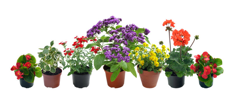 Seasonal plants isolated on white