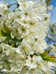 Beautiful white flowers blossoming cherry tree
